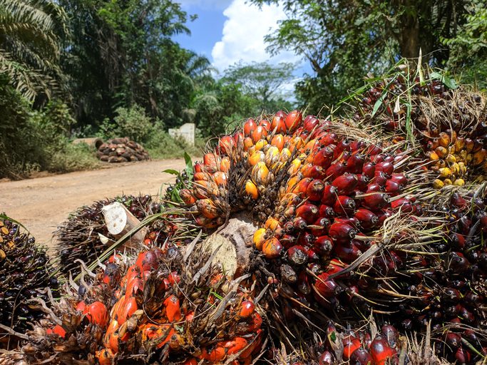 Oil palm fruits after harvest