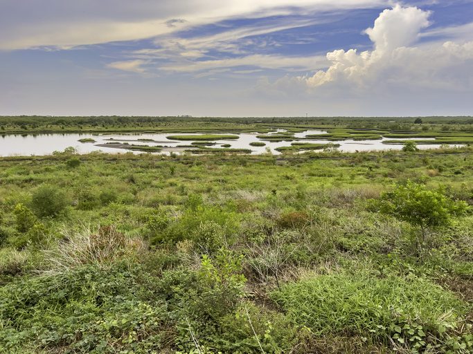Restored wetland, once farmland, along the Gulf Coast of Florida