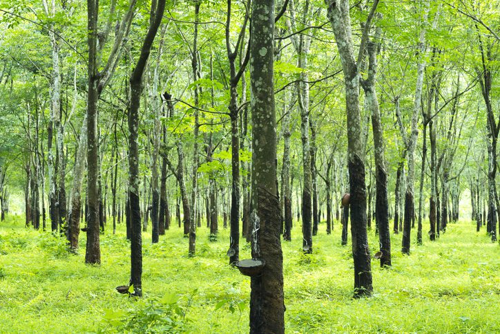 Green trees with narrow trunk in rubber plantation