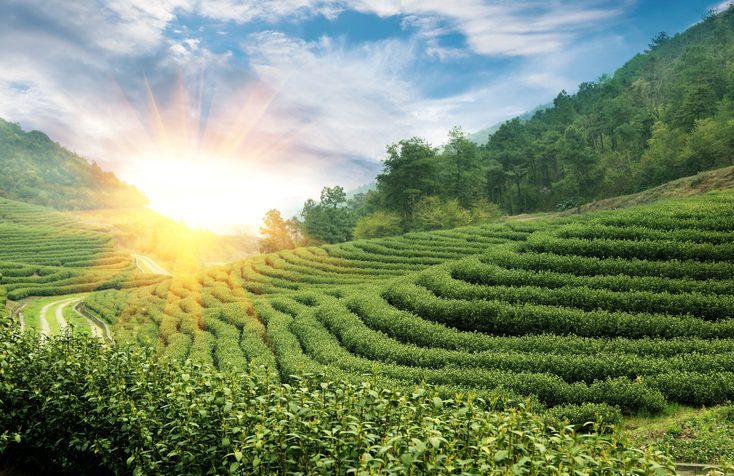 Beautiful pattern of bright, green tea garden in China